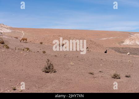 Un troupeau de lamas, lama glama, paître dans le désert aride Atacama près de San Pedro de Atacama, Chili. Banque D'Images