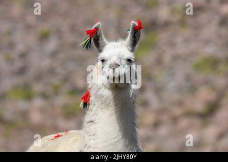 An Alpaca, Lama pacos, dans le parc national sur le haut altiplano au Chili. Les glands en fil identifient la propriété. Banque D'Images