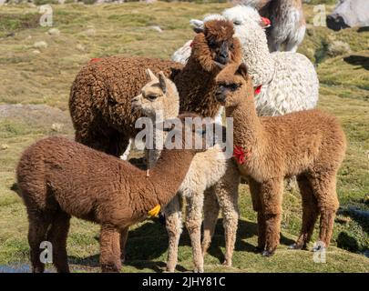 Jeunes alpagas, lama pacos, dans le parc national de Lauca sur le haut altiplano au Chili. Les glands en fil identifient la propriété. Banque D'Images