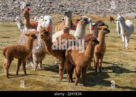 Alpagas adultes et jeunes, lama pacos, dans un troupeau mixte avec lamas dans le parc national de Lauca sur le haut altiplano au Chili. Banque D'Images