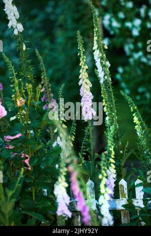 Fleurs Foxglove communes qui poussent dans un jardin vert au printemps. Belles plantes à fleurs roses et jaunes tubulaires colorées. Floral entre un Banque D'Images