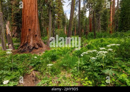 Crescent Meadow au début de l'été, Sequoia National Park, Californie Banque D'Images