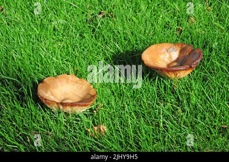 Champignons poussant dans l'herbe. Banque D'Images