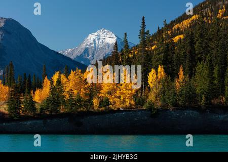 Elliot Peak et le lac Abraham avec golden tremble à l'automne, Rocky Mountain Forest Reserve, Alberta, Canada Banque D'Images