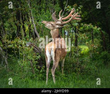 Les cerfs adultes mangent les pousses tendres d'une plante. Parc national des Abruzzes Latium et Molise, Abruzzes, Italie, Europe Banque D'Images