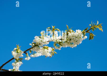 Vue en gros plan des fleurs de cerisier sur une branche contre un ciel bleu et espace de copie par en-dessous. De petites fleurs blanches poussent à l'extérieur par temps clair Banque D'Images