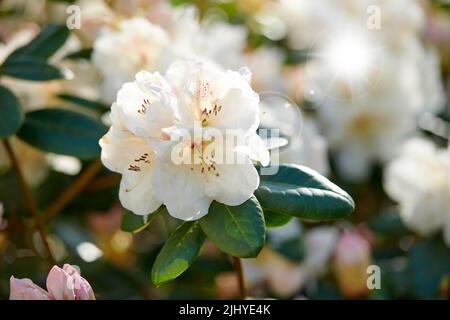 Grandes fleurs de rhododendron blanc décorum ou fauriei poussant dans un jardin. Gros plan sur les espèces d'ericaceae de plantes avec des pétales purs et doux en fleur Banque D'Images