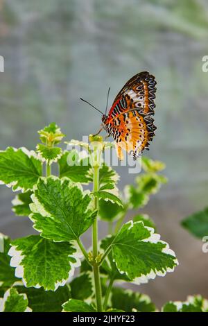 Papillon laquant rouge solitaire sur le dessus de la plante verte Banque D'Images