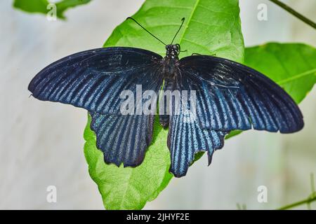 Papillon bleu foncé reposant sur des feuilles vertes Banque D'Images