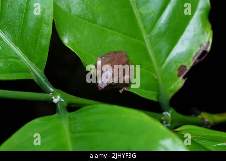 Grenouille de Bush dans les Ghats de l'Ouest pendant la saison des pluies Banque D'Images