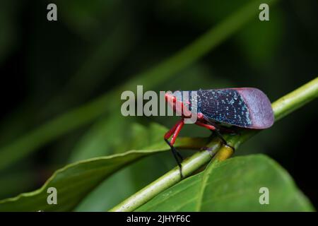 Gros plan de l'insecte Kalidasa (planthopper) sur la feuille verte d'une nuit de pluie aux couleurs vives Banque D'Images