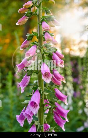 Renards violets communs poussant dans le jardin vert d'intérieur avec éclat de lentille ou arrière-plan bokeh. Gros plan des fleurs de purpurea digitalis fleuries dans le paysage Banque D'Images