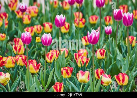 Près du champ de tulipes de printemps avec des fleurs roses et rouges Banque D'Images