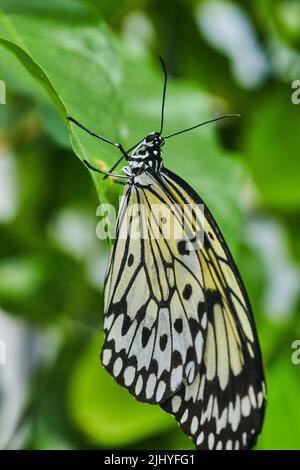 Détail du papillon Swallowtail MIME asiatique commun sur la feuille Banque D'Images