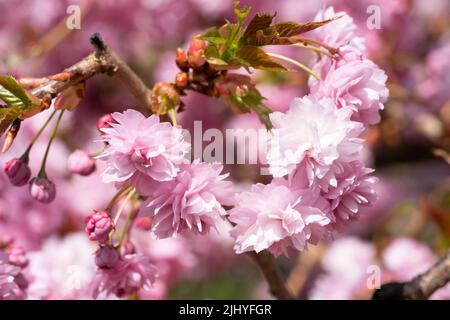 Kiku-Shidare-Sakura (Prunus serrulata) Banque D'Images