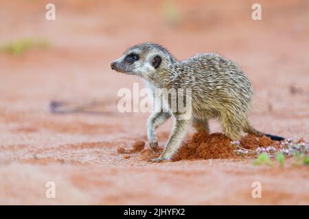 Bébé meerkat gros plan, l'animal se tient sur la vue latérale du sol rouge. Kalahari, Parc national transfrontalier, Afrique du Sud Banque D'Images