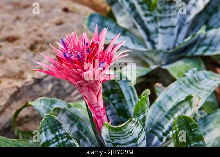 Image d'une fleur rose et pourpre vibrante sur la plante Banque D'Images