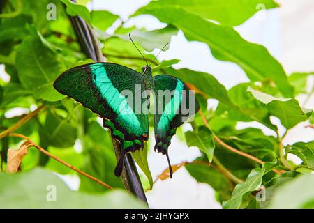 Papillon de paon à bandes vert vif avec ailes ouvertes Banque D'Images