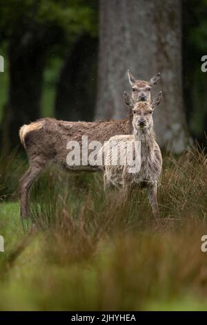 Deux curieux Red Deer à APPLECROSS, Écosse. Banque D'Images