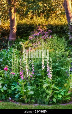 Les fleurs Foxgloves poussent et fleurissent dans un jardin botanique. Belle variété de fleurs et de plantes colorées dans une cour en été. Pittoresque Banque D'Images