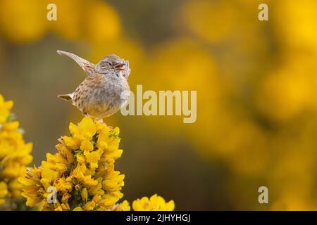 Dunnock chantant d'un perchoir sur le magnifique Gorse jaune du nord-ouest de l'Écosse. Banque D'Images