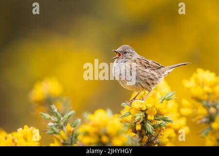 Dunnock chantant d'un perchoir sur le magnifique Gorse jaune du nord-ouest de l'Écosse. Banque D'Images