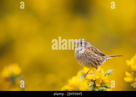 Dunnock chantant d'un perchoir sur le magnifique Gorse jaune du nord-ouest de l'Écosse. Banque D'Images