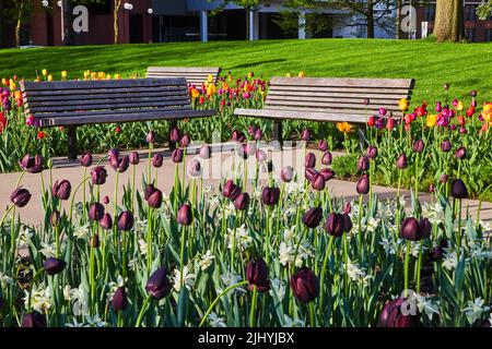 Jardin de tulipes violet et blanc avec bancs en arrière-plan Banque D'Images