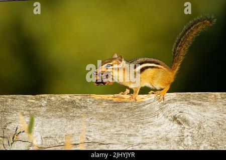 Chipmunk avec matériel de nidification au parc provincial Carden Plains Ontario Canada Banque D'Images