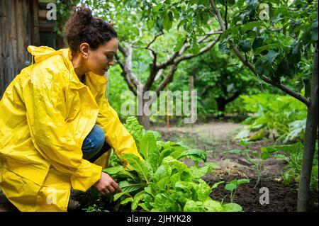 Femme cultivateur horticulteur en manteau de pluie jaune, coupant des bettes fraîches de suisse cultivées en plein air dans une ferme écologique biologique. Banque D'Images