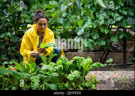 Agréable femme afro-américaine jardinier en travail imperméable jaune cueillant des bettes fraîches de suisse cultivées dans la ferme écologique biologique Banque D'Images