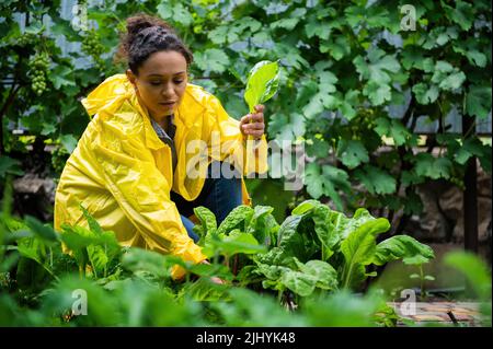 Agréable horticulteur de jardinier en travail de pluie jaune cueillant des bettes fraîches de la ferme écologique biologique Banque D'Images