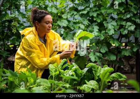 Femme hispanique mignon réussie, agriculteur amateur agricole collectant des feuilles vertes de bard suisse dans le jardin de l'allotissement Banque D'Images