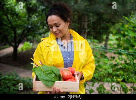 Agréable femme hispanique agronome avec une caisse en bois de bette suisse biologique récoltée et de tomates mûres dans une ferme écologique Banque D'Images