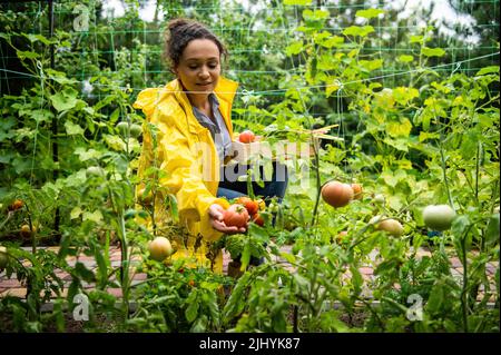 Charmante femme jardinière, fermière amateur prospère cueillant des tomates mûres faites maison dans son propre jardin de légumes biologiques Banque D'Images