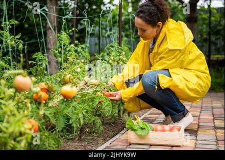 Femme agréable paysanne, agronome dans un manteau de pluie jaune, récolte de tomates biologiques locales dans une ferme écologique Banque D'Images