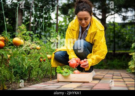 Femme agréable paysanne, agronome dans un manteau de pluie jaune, récolte de tomates biologiques locales dans une ferme écologique Banque D'Images