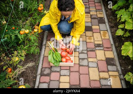 Vue de dessus. Femme paysanne, agronome jardinier empilant une récolte fraîchement moissonnée de tomates mûres et juteuses dans une boîte en bois Banque D'Images