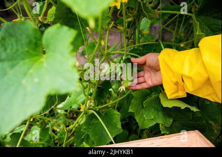 Récolte de concombres. Gros plan de la main d'un jardinier en imperméable jaune cueillant un concombre mûr dans son chalet d'été Banque D'Images