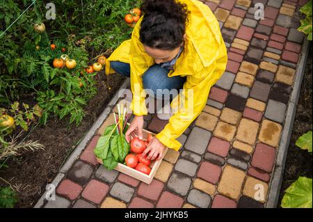 Vue de dessus. Femelle paysanne en imperméable jaune, empilant une récolte fraîchement moissonnée de tomates mûres et juteuses dans une boîte en bois Banque D'Images