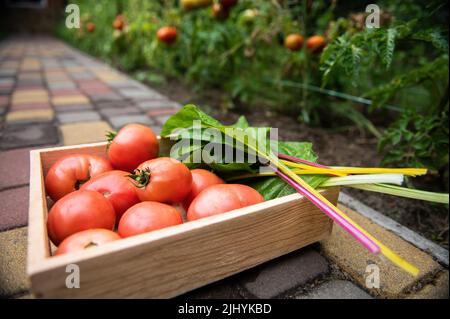 Gros plan d'une caisse en bois avec des tomates biologiques mûres juteuses récoltées et des feuilles vertes de verger suisses dans une ferme écologique Banque D'Images