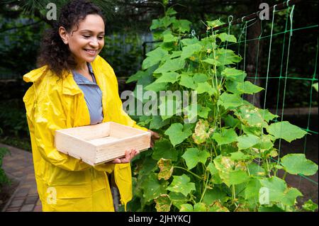 Horticulteur réussi, agriculteur afro-américain avec une caisse en bois, récolte des concombres dans sa propre ferme écologique biologique Banque D'Images
