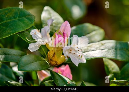 Gros plan de la Grande Laurel croissant dans un jardin vert avec un arrière-plan flou par une journée ensoleillée. Détails macro des fleurs colorées en harmonie avec la nature Banque D'Images