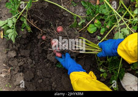 Gros plan. Les mains du jardinier en gants bleus tiennent la pomme de terre fraîchement creusée tout en creusant une pomme de terre en pleine croissance dans une ferme biologique Banque D'Images