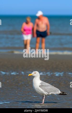 Goéland argenté européen (Larus argentatus) et deux touristes âgés marchant sur une plage de sable le long de la côte de la mer du Nord en été Banque D'Images