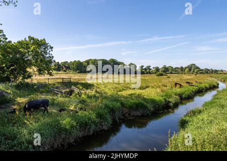 Vaches le long de la rive de la rivière Cuckmere, dans les South Downs à Sussex Banque D'Images