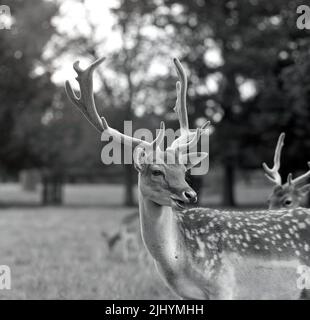 1970s, historique, tête de cerf, avec cornes, parc Charlecote, Warkwickshire, Angleterre, Royaume-Uni. Les cerfs de jachère sont une attraction notable dans le domaine de la maison de campagne de 16th-siècle qui se trouve sur les rives de la rivière Avon dans le Warwickshire. Banque D'Images