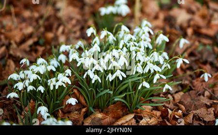 Gros plan d'un grand nombre de Snowdrops frais qui poussent dans des petits pains sauvages dans une forêt. Zoomez sur les fleurs de saison blanches en harmonie avec la nature. Détails de macro de Banque D'Images