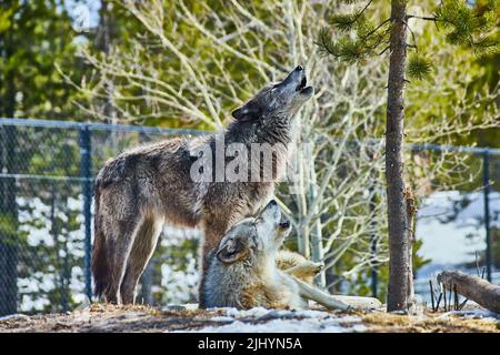 Deux loups dans le parc sur des rochers hurlant ensemble Banque D'Images