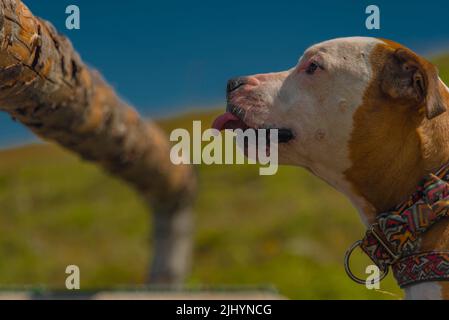 Planez le terrier de taureau dans les montagnes sur l'herbe verte avec l'eau en bois de drinker Banque D'Images